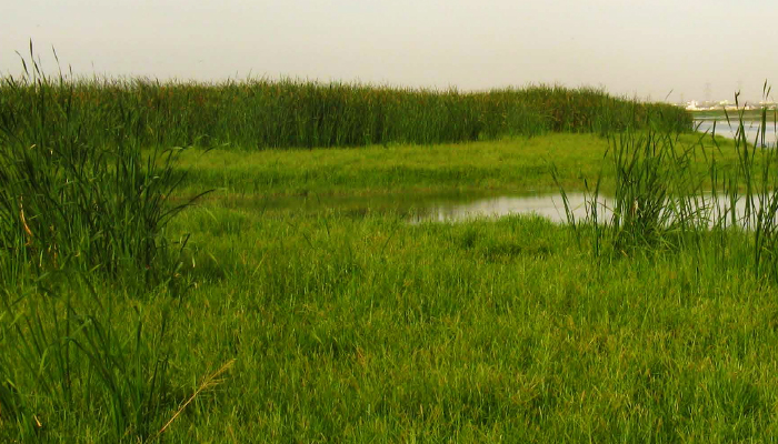 Pallikaranai Wetland